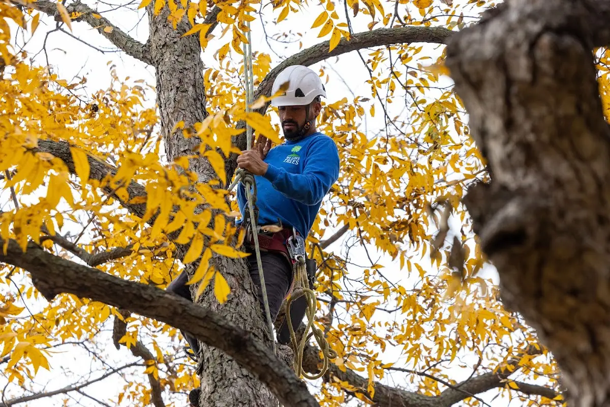 Skilled Tree Pruning crew working in Granada Hills